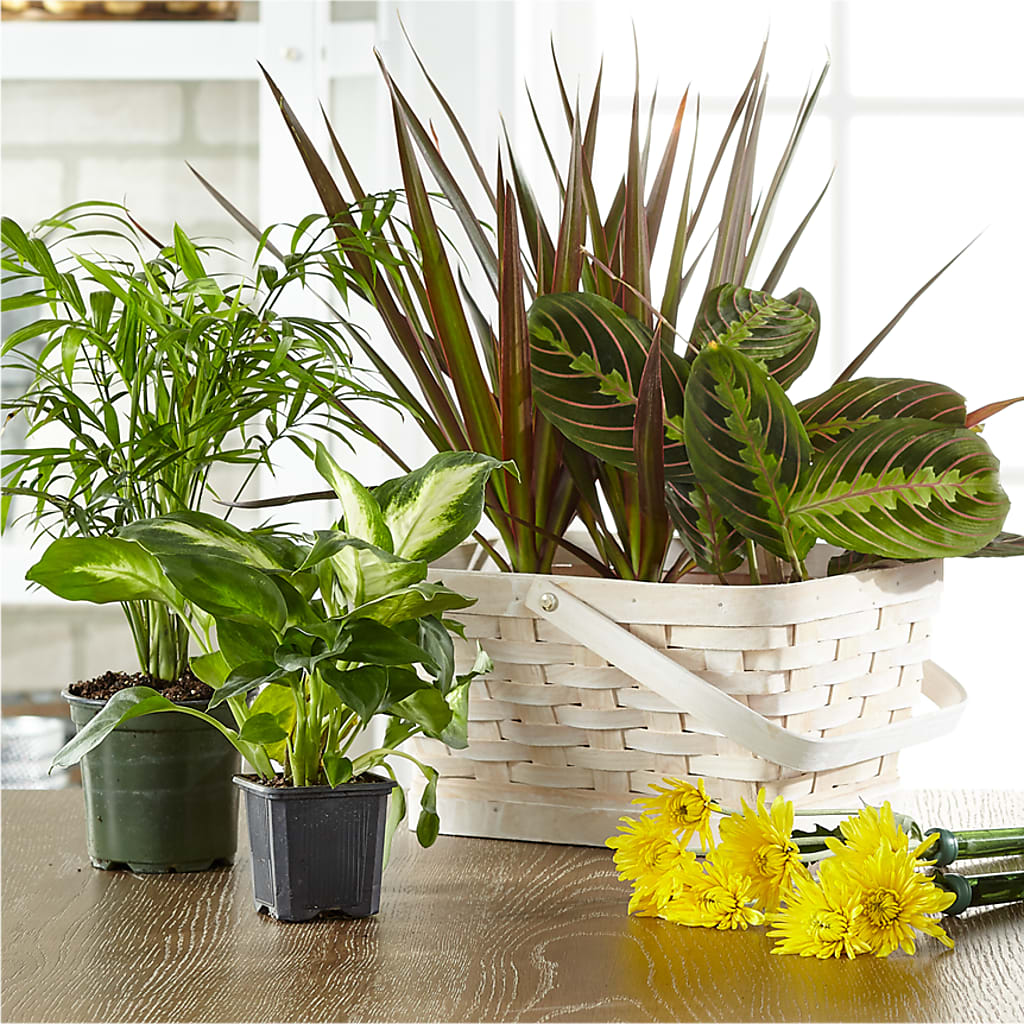 Florist Designed Blooming and Green Plants in a Basket – Flowersdirect.net, Tontitown AR