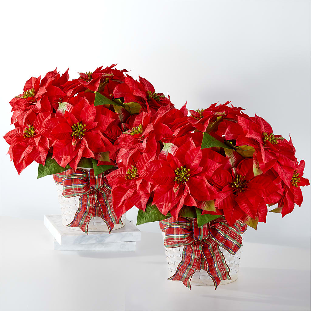 Happiest Holidays Poinsettia Bundle – Flowersdirect.net, Tontitown AR