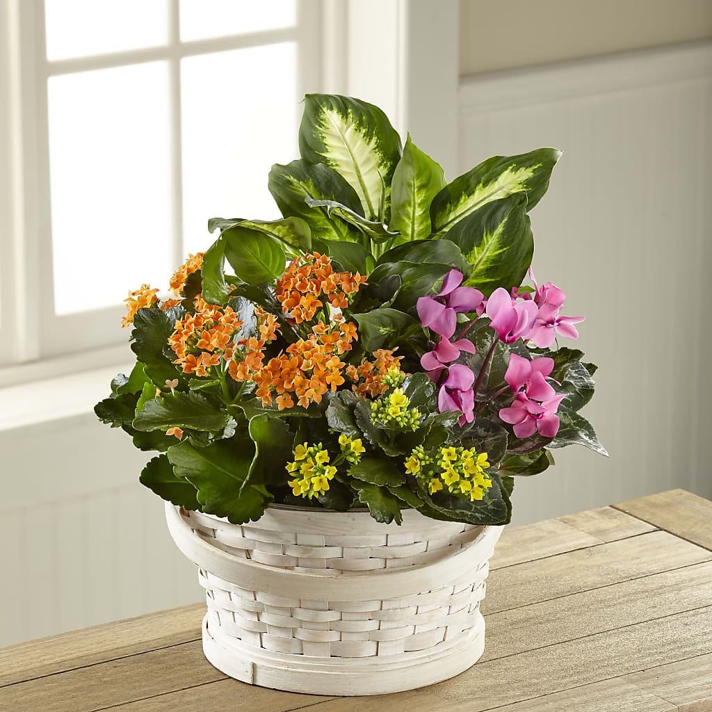 Color Crush Dishgarden – Flowersdirect.net, Tontitown AR