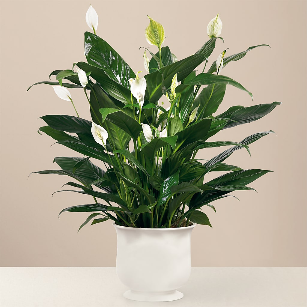 Comfort Planter – Flowersdirect.net, Tontitown AR