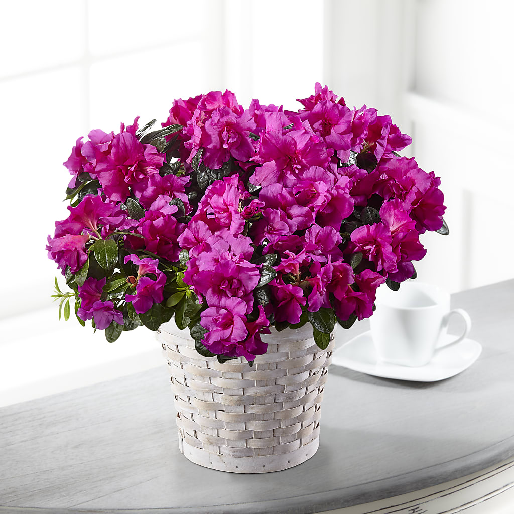 Hope & Serenity Azalea Plant – Flowersdirect.net, Tontitown AR