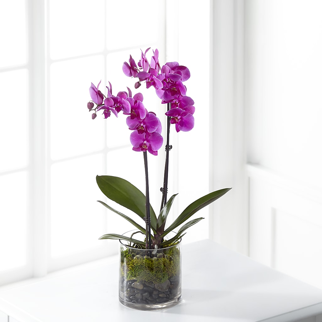 Pink Orchid Plant – Flowersdirect.net, Tontitown AR