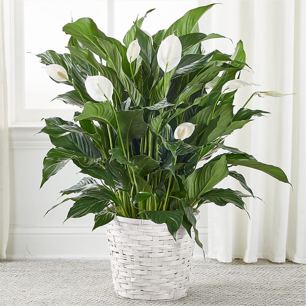 A New Leaf Peace Lily – Flowersdirect.net, Tontitown AR