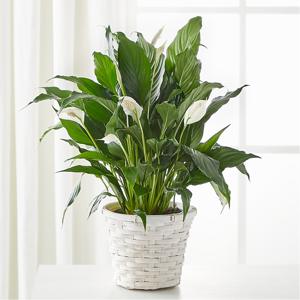 A New Leaf Peace Lily – Flowersdirect.net, Tontitown AR
