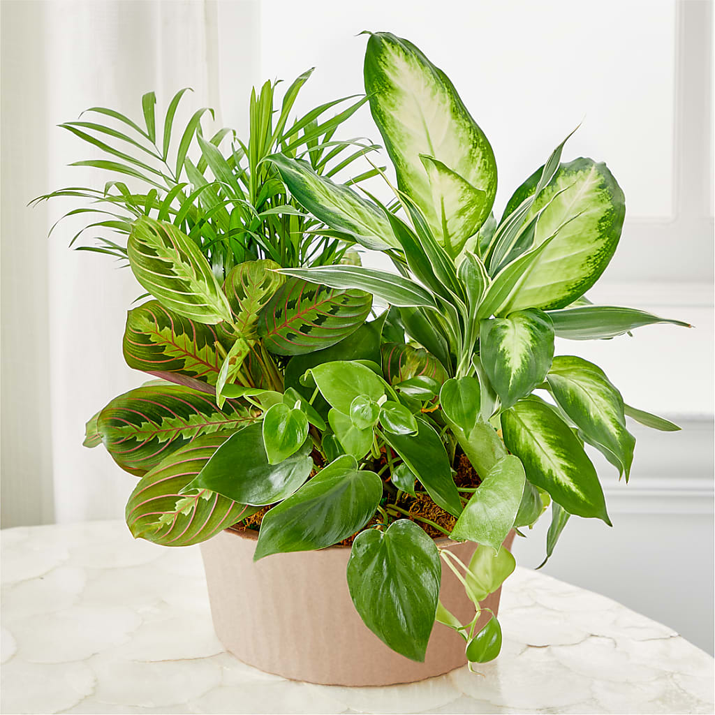 Balance & Harmony Dishgarden – Flowersdirect.net, Tontitown AR