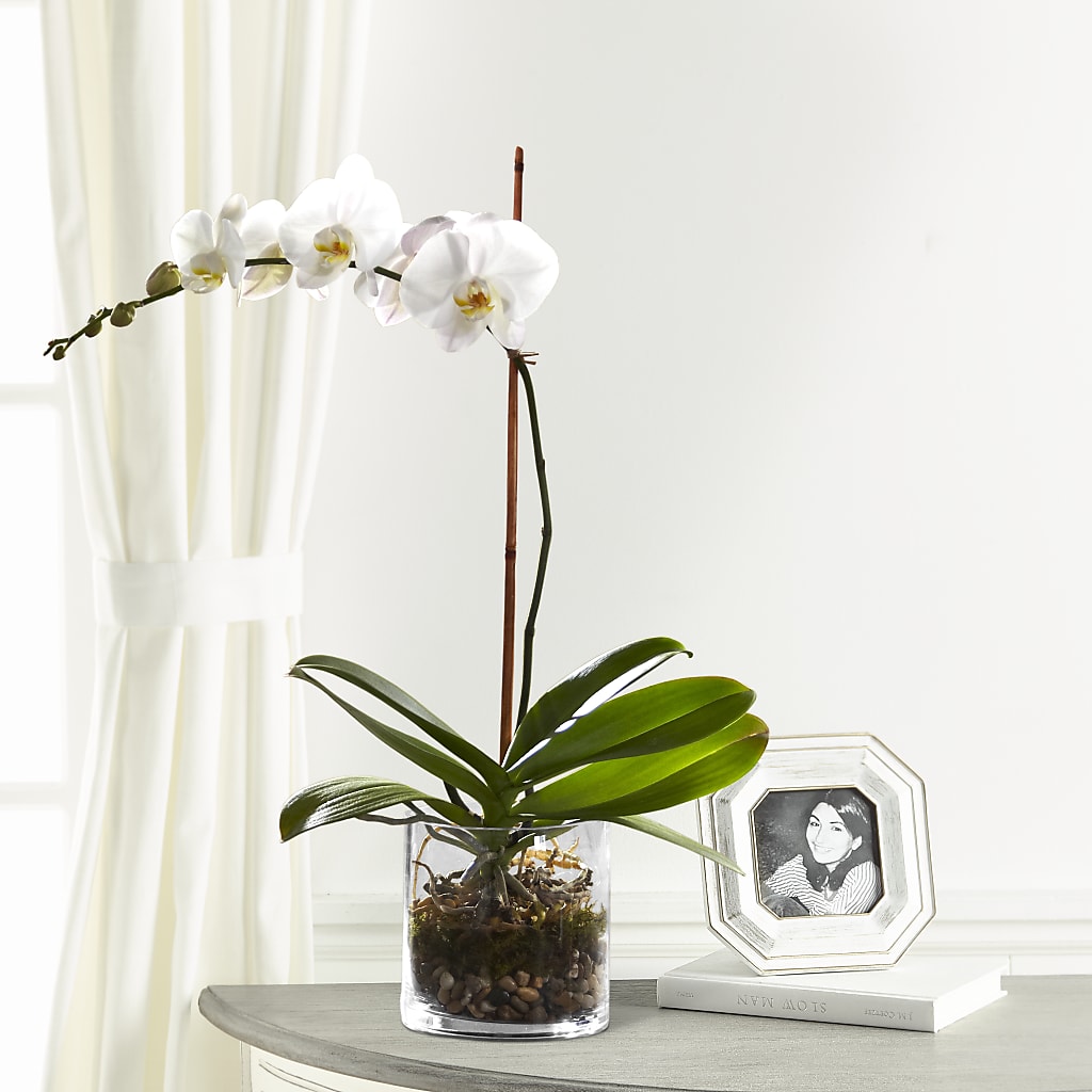 White Orchid Planter – Flowersdirect.net, Tontitown AR
