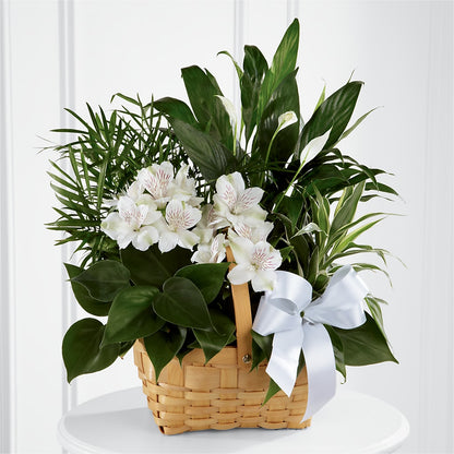 Peace & Serenity Dishgarden –  Flowersdirect.net, Tontitown AR