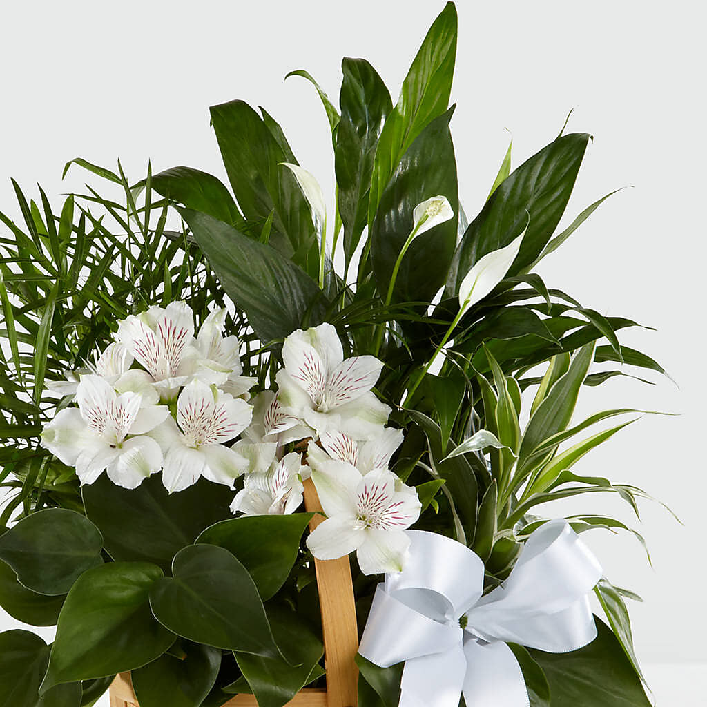 Peace & Serenity Dishgarden –  Flowersdirect.net, Tontitown AR