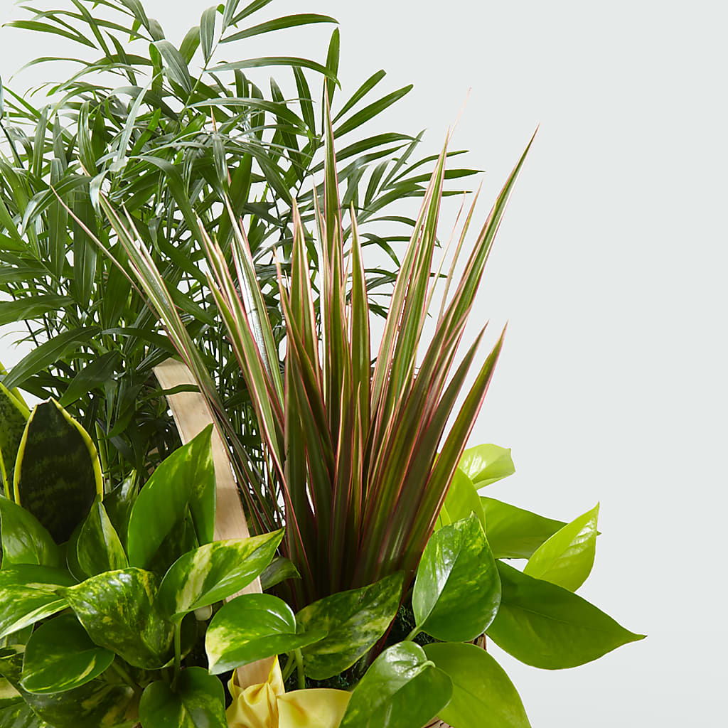 French Garden –  Flowersdirect.net, Tontitown AR