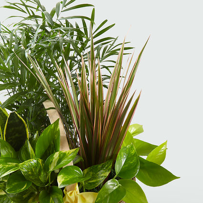 French Garden –  Flowersdirect.net, Tontitown AR
