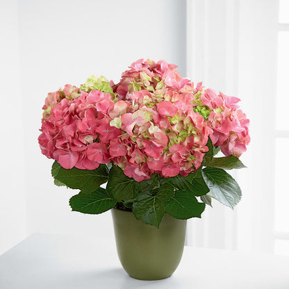 Pink Hydrangea Planter –  Flowersdirect.net, Tontitown AR