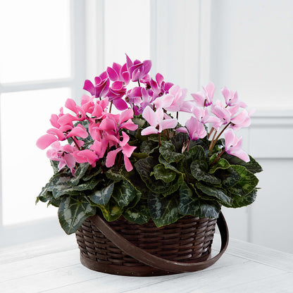 Mixed Cyclamen Planter –  Flowersdirect.net, Tontitown AR