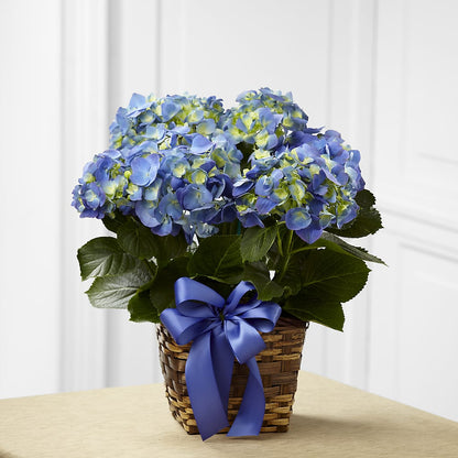 Blue Hydrangea Planter –  Flowersdirect.net, Tontitown AR