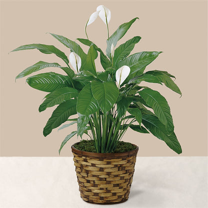 Tranquil Moments Peace Lily Plant –  Flowersdirect.net, Tontitown AR