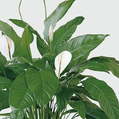 Tranquil Moments Peace Lily Plant –  Flowersdirect.net, Tontitown AR