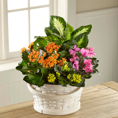 Color Crush Dishgarden –  Flowersdirect.net, Tontitown AR