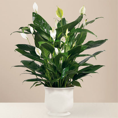 Comfort Planter –  Flowersdirect.net, Tontitown AR