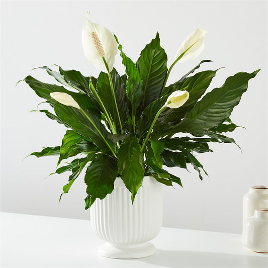 Comfort Planter –  Flowersdirect.net, Tontitown AR