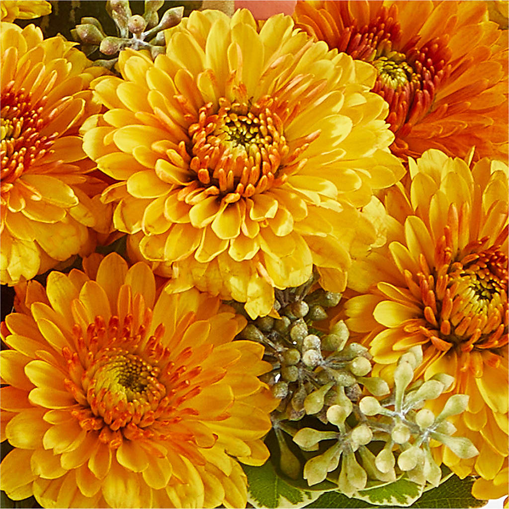 Peachy Pumpkin –  Flowersdirect.net, Tontitown AR