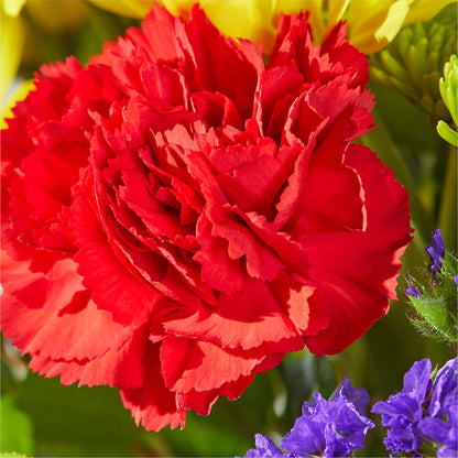 Brighter Days Bouquet –  Flowersdirect.net, Tontitown AR