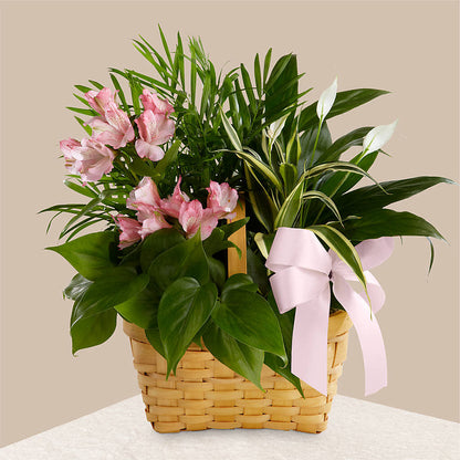 Living Spirit Dishgarden –  Flowersdirect.net, Tontitown AR