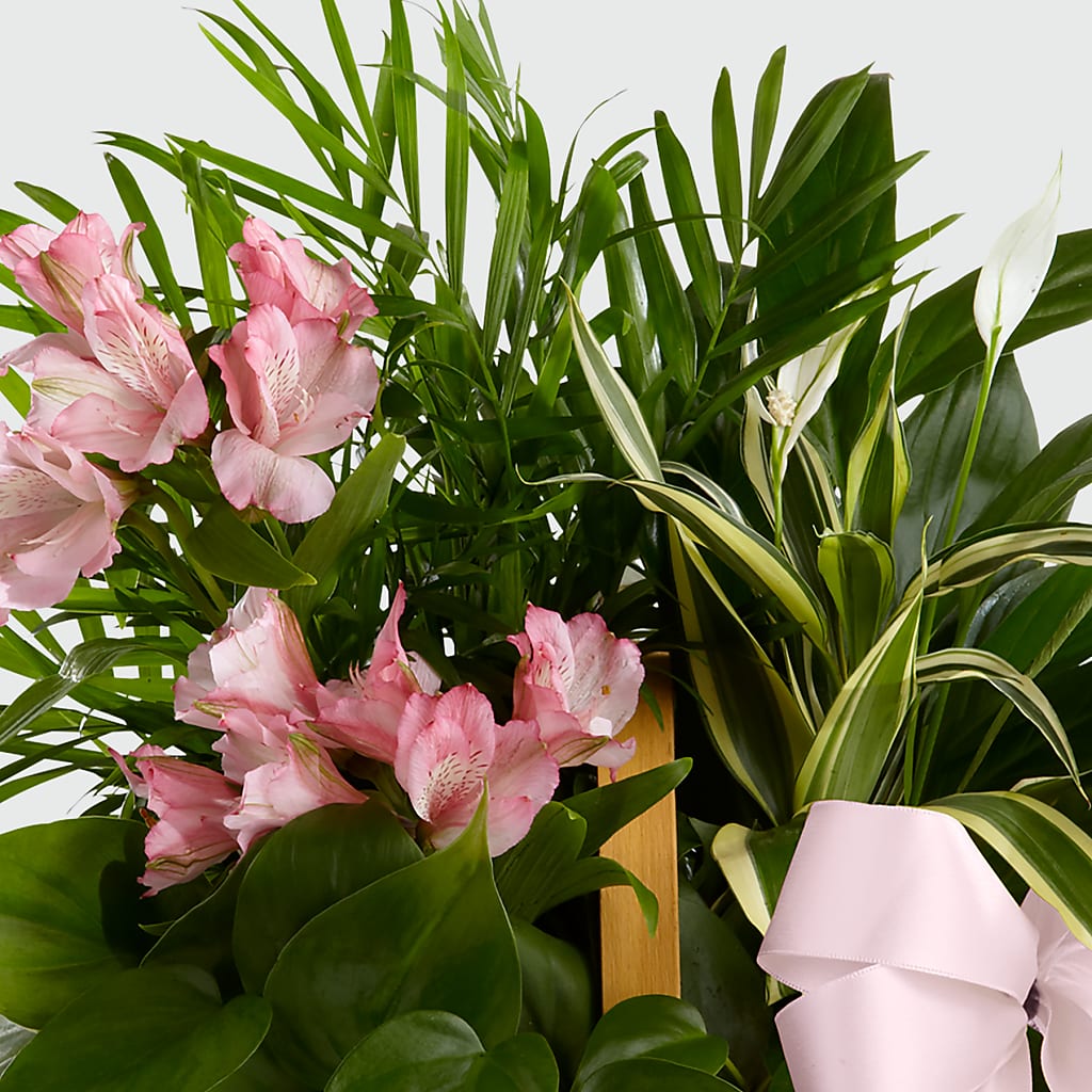 Living Spirit Dishgarden –  Flowersdirect.net, Tontitown AR