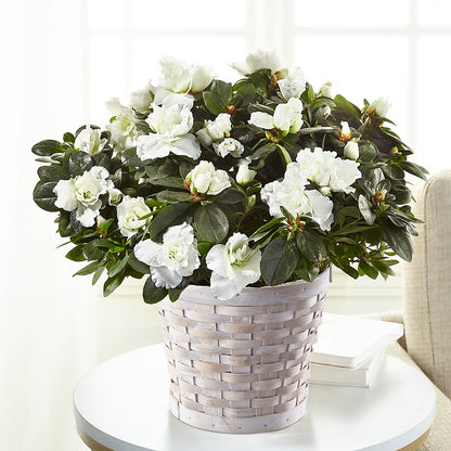 White Azalea Plant –  Flowersdirect.net, Tontitown AR
