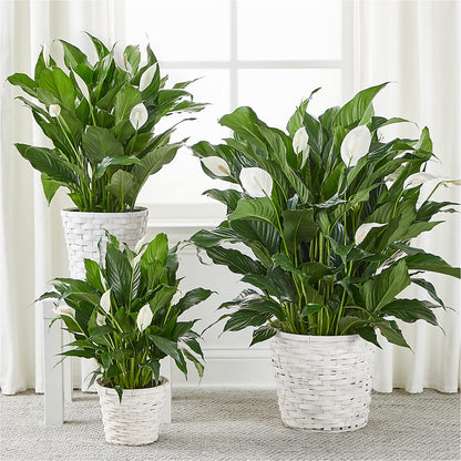 A New Leaf Peace Lily –  Flowersdirect.net, Tontitown AR