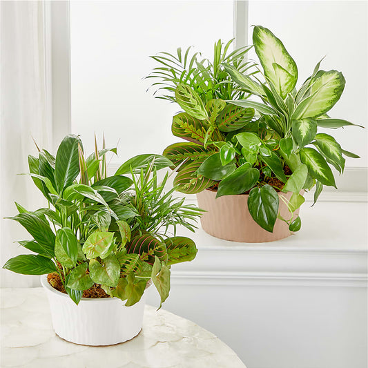 Balance & Harmony Dishgarden –  Flowersdirect.net, Tontitown AR