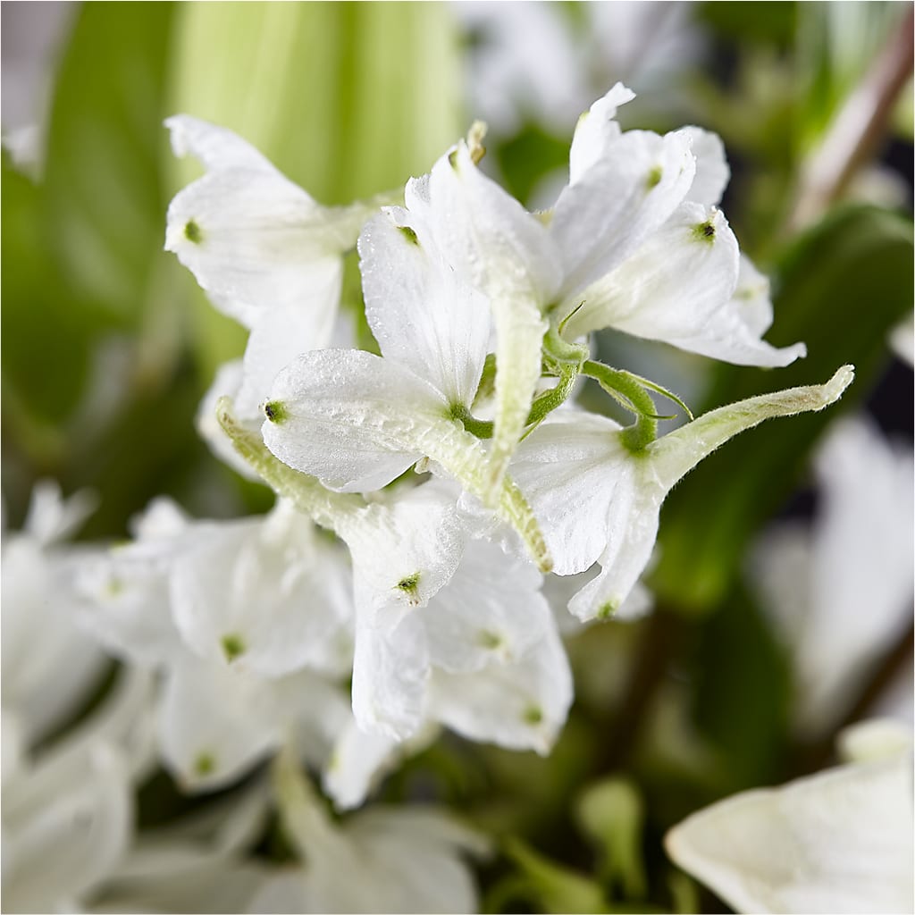 Classic Ivory – A Florist Original –  Flowersdirect.net, Tontitown AR